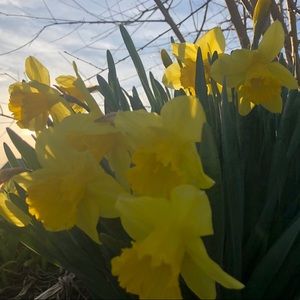 Meet your Posher, Sidney